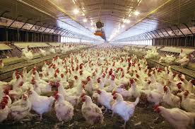 Poultry Farming world best business opportunity