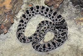 Pygmy rattlesnakes
